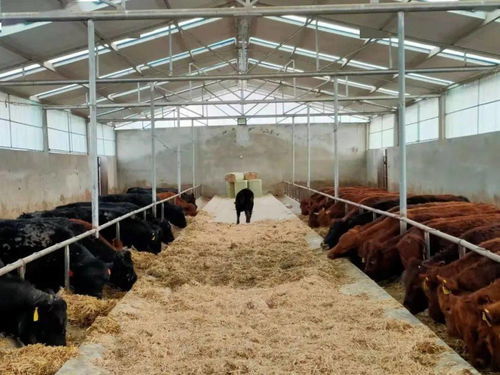 牛出国际范,泾源县2家肉牛养殖企业喜获中国良好规范 GAP 认证