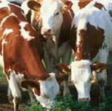 安庆肉牛价格 安庆养牛利润分析 肉牛养殖效益 肉牛养殖利润,肉牛价格,肉牛养殖成本